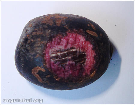 Frutos