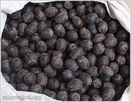 Frutos de Hungurahui