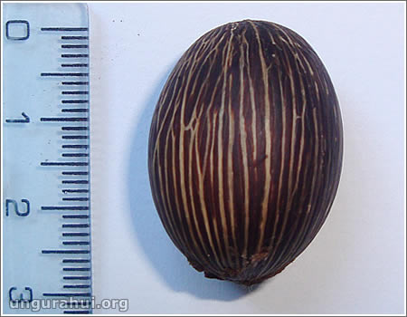 Tamaño del hungurahui